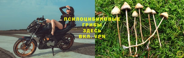 твердый Гусев
