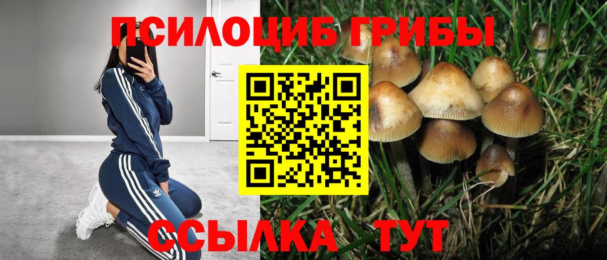 Псилоцибиновые грибы Psilocybine cubensis  Вход с VPN  Заволжье 